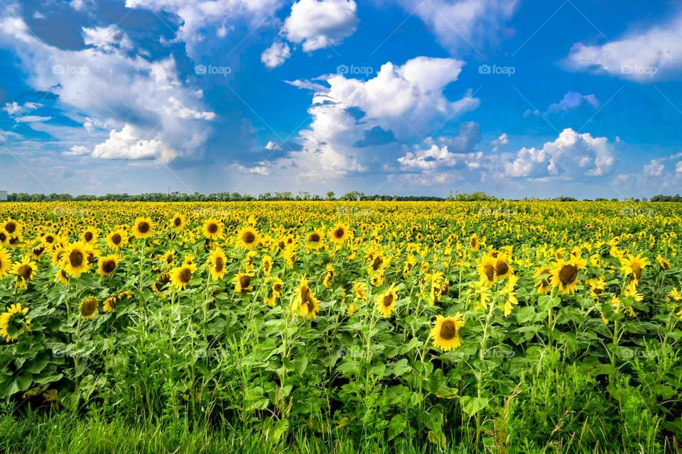 Sunflowers in the County