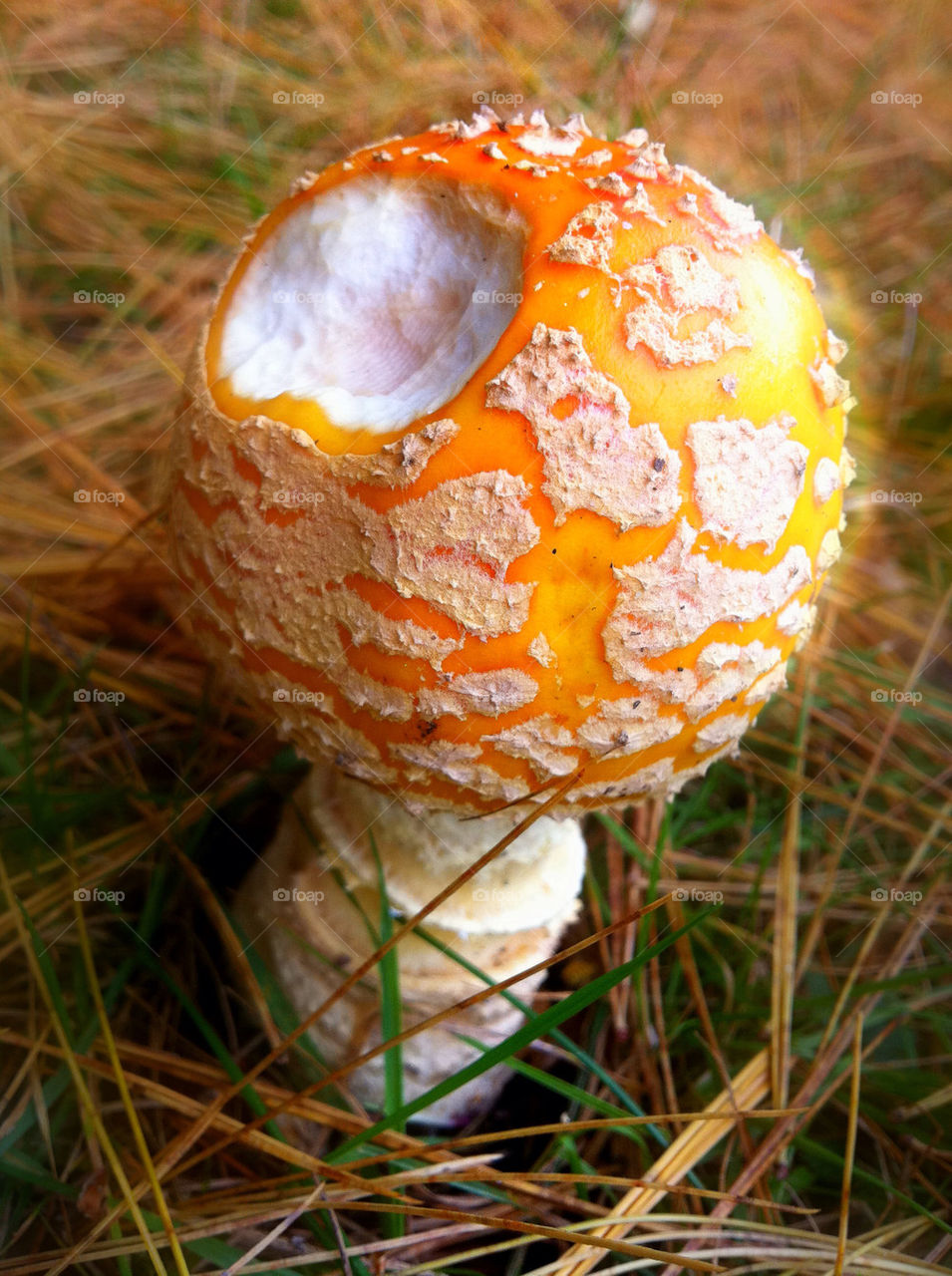 orange wild mushroom pine by velvetloop