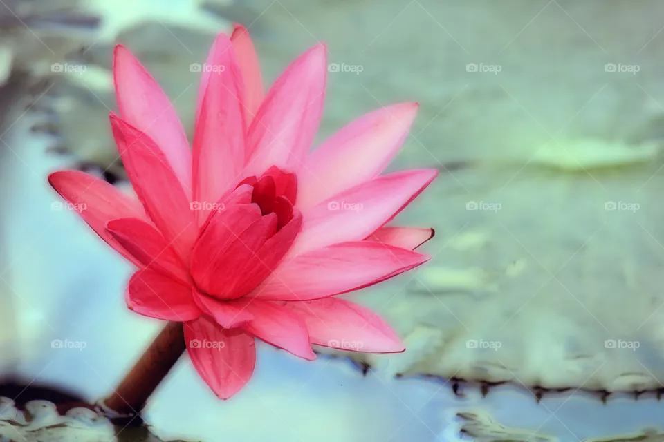 lotus