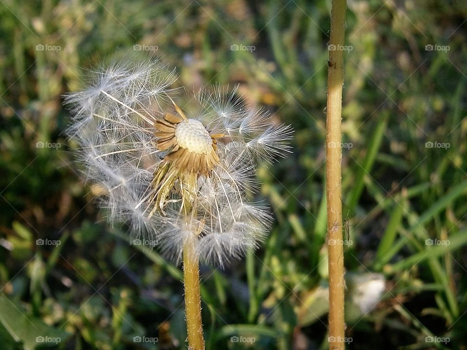 dandelion