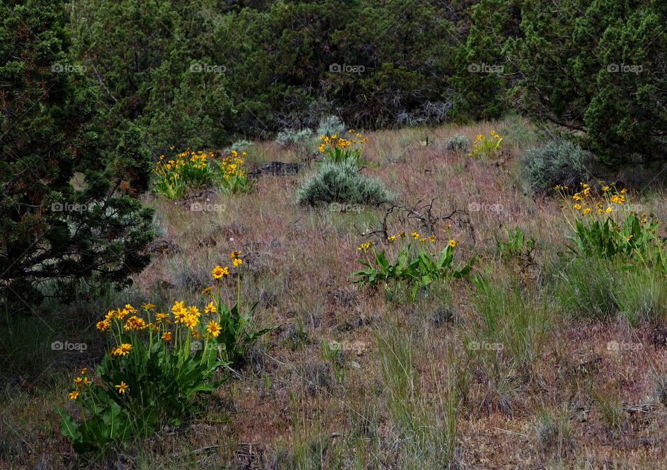 Fresh yellow mountain daisies on a hillside in a juniper forest in Eastern Oregon on a sunny spring day. 