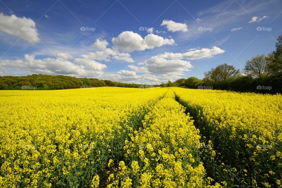 A bright yellow rapeseed oil field with tractor tracks running through into the distance under a blue sky with white clouds.