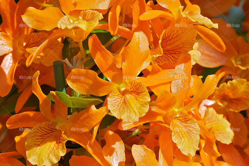 Close-up of orange orchids