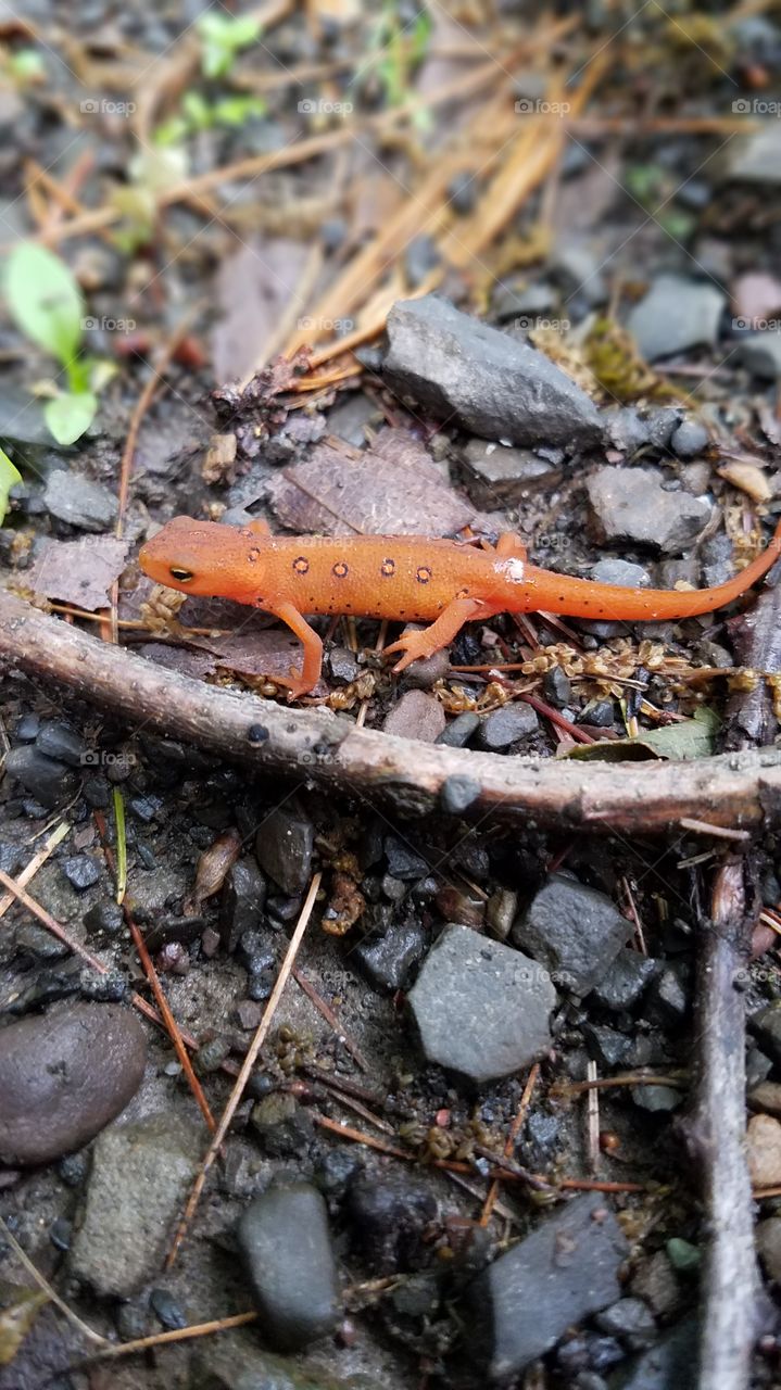 Orange Newt