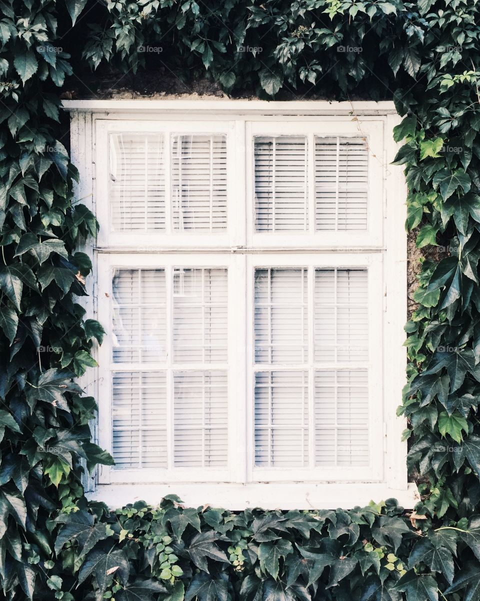 Window, House, Architecture, No Person, Family