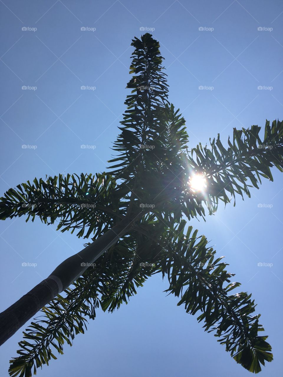 Palm tree and sun, the paradise - Singapore, on the top of the Marina Bay Sand