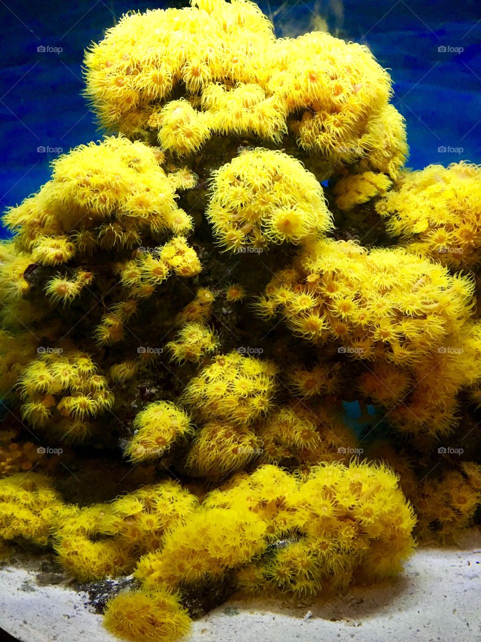Underwater bright yellow coral anemone