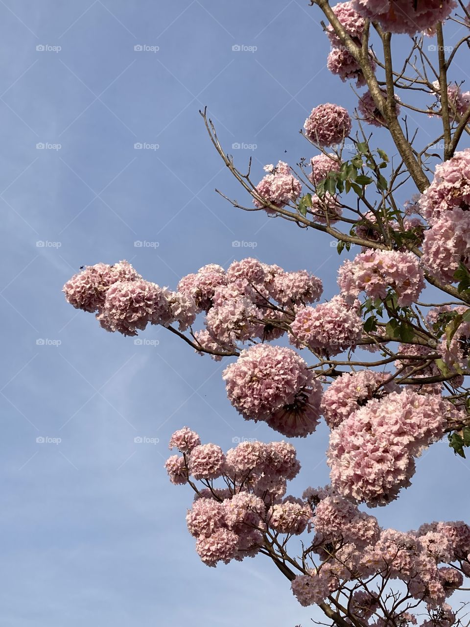 Ipês rosas - 🌹 🇺🇸 Very beautiful flowers to brighten our day. Live nature and its beauty. Did you like the delicate petals? / 🇧🇷 Flores muito bonitas para alegrar nosso dia. Viva a natureza e sua beleza. Gostaram das pétalas delicadas?