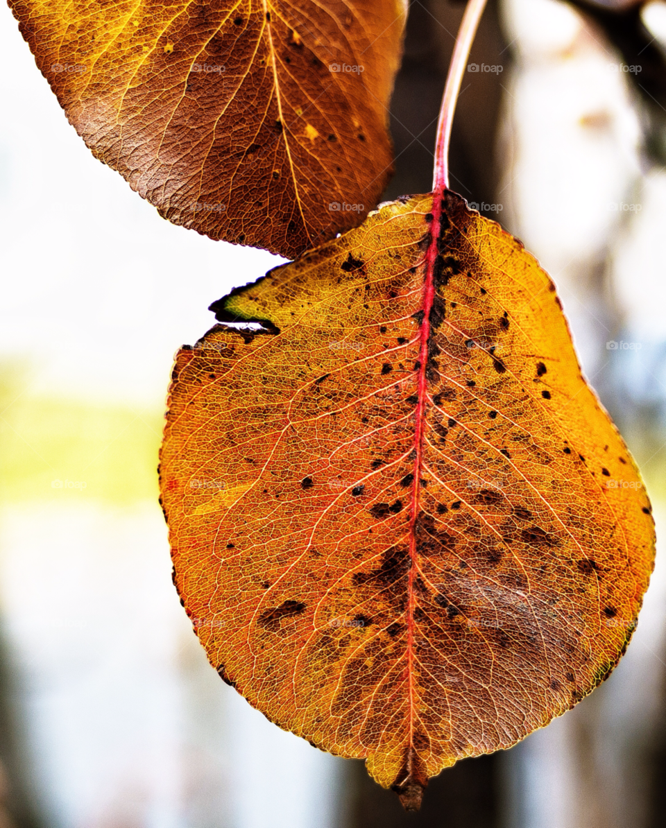 yellow red leaves autumn by delvec