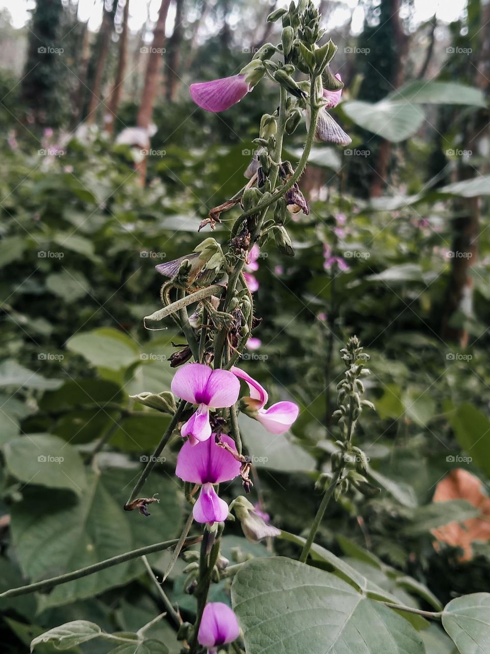 Pueraria phaseoloides