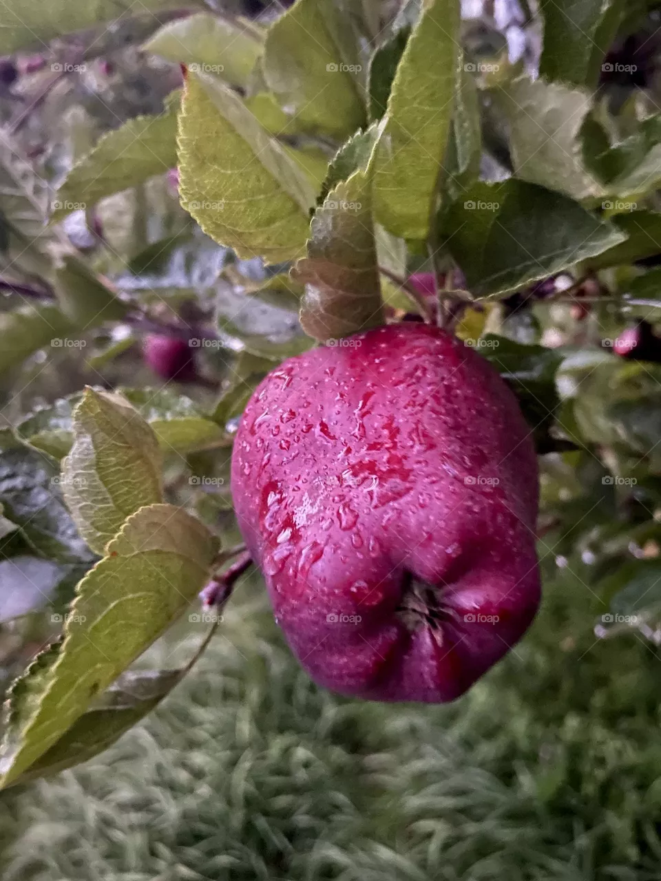 Apple season 