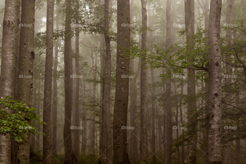 Tree trunk in forest