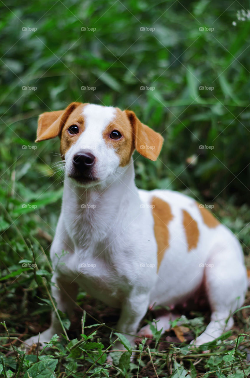 Puppy Jack Russell Terrier in the garden