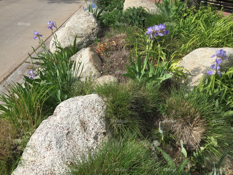 Beautiful Iris Flowers. Fairy Quest. Pixie Home. Fairy Homes & Gardens. Pixie Hollow and Gardens. Gardner Village, in West Jordan, Utah. @chelseamerkleyphotos - Copyright © CM Photography. May 2019. 