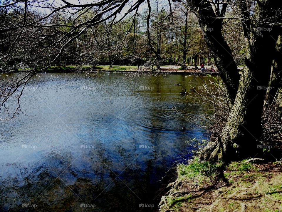 landscape. landscape lake in Wollaton Park