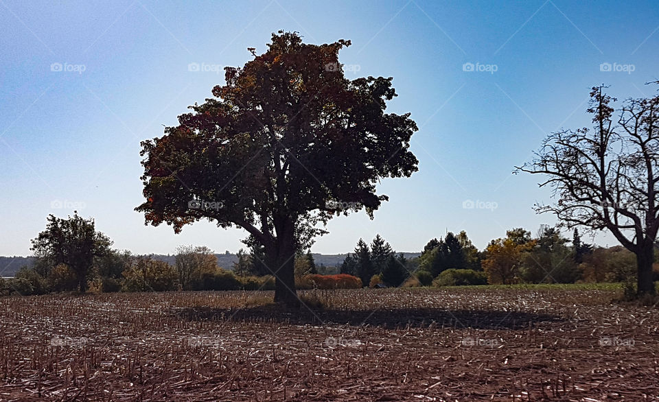 lonely apple tree in a field in autumn