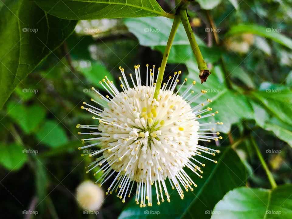 Close-up of white flower