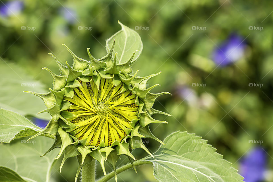 Sunflowers or Helianthus annuus in garden.