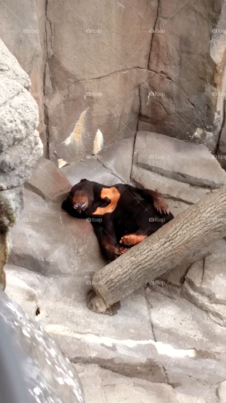 A Bear's Lazy Day