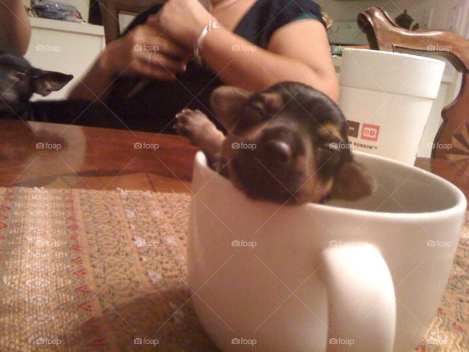 Puppy. A puppy in a cup