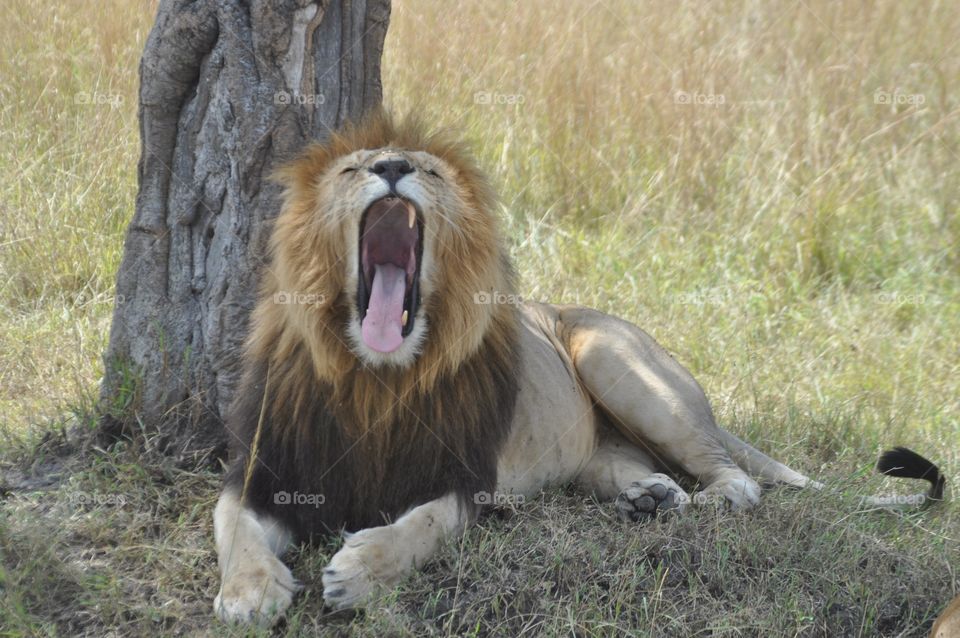 One missing tooth king lion In mara Kenya  