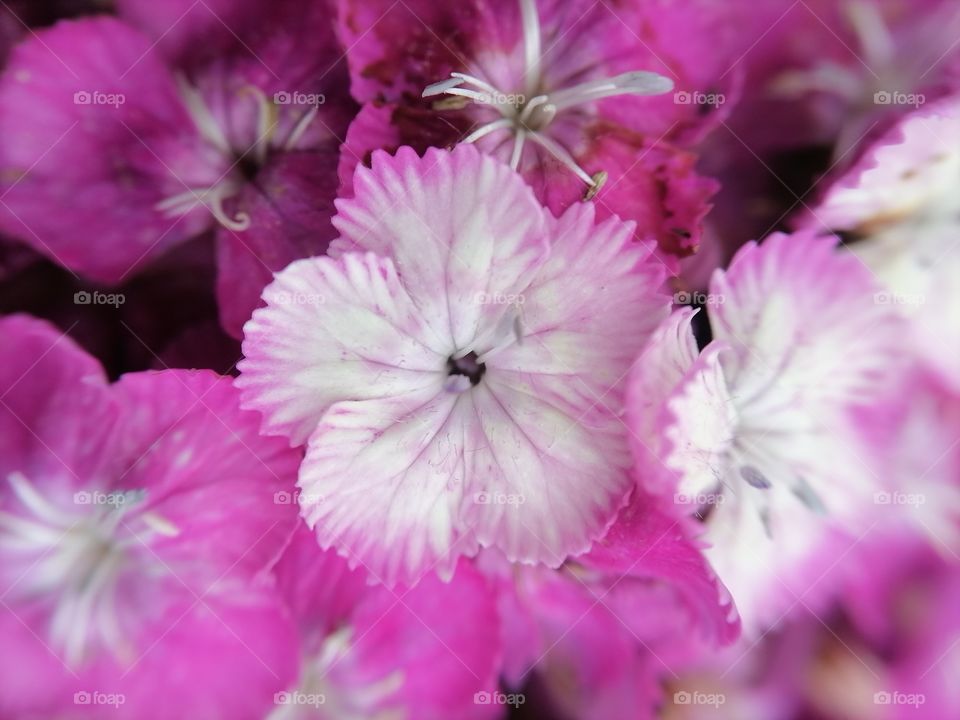 Pink flower macro photo