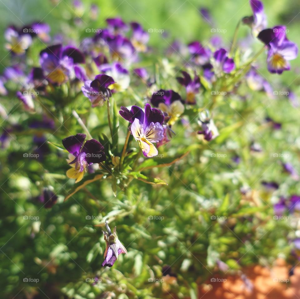 Small pansies in the garden.