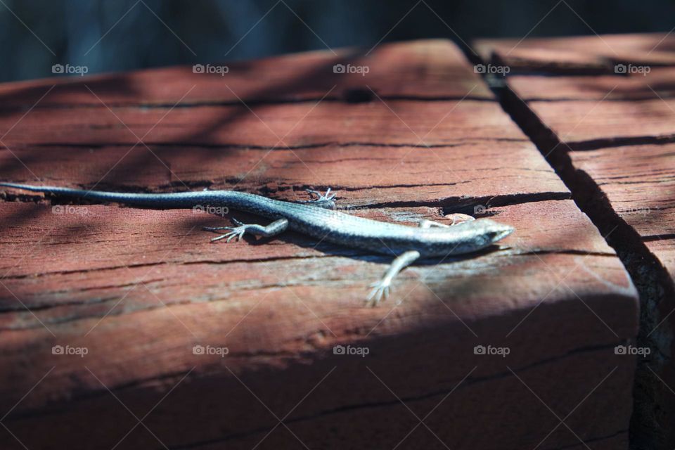 A lizard, all blurred, but on a piece of wood trying to not be noticed, but is the subject of this photo anyways.