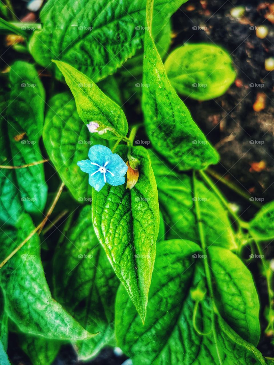 Forest day outdoor nature greens wild forest greens sky clouds moody