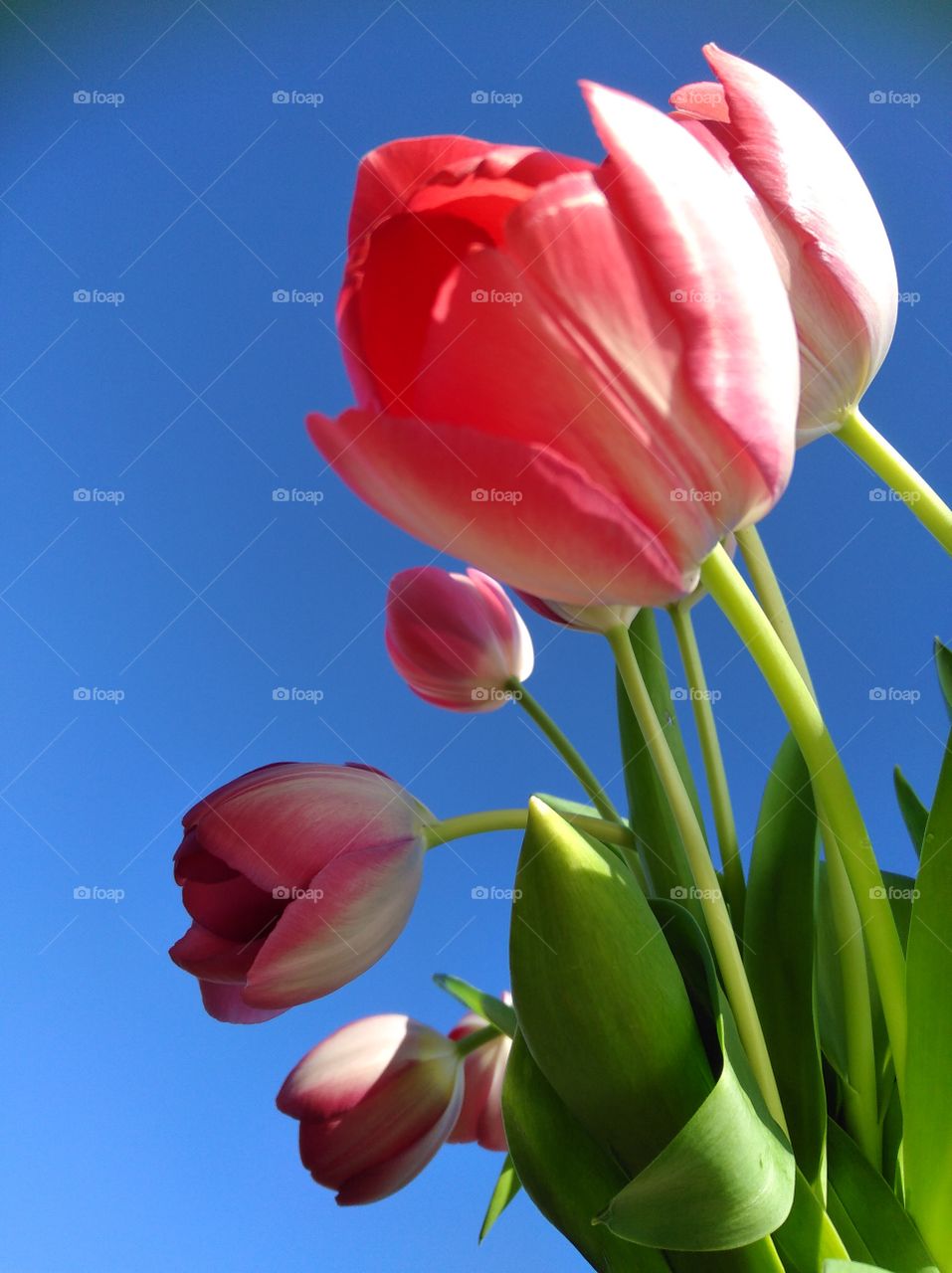 red tulip
rote Tulpen