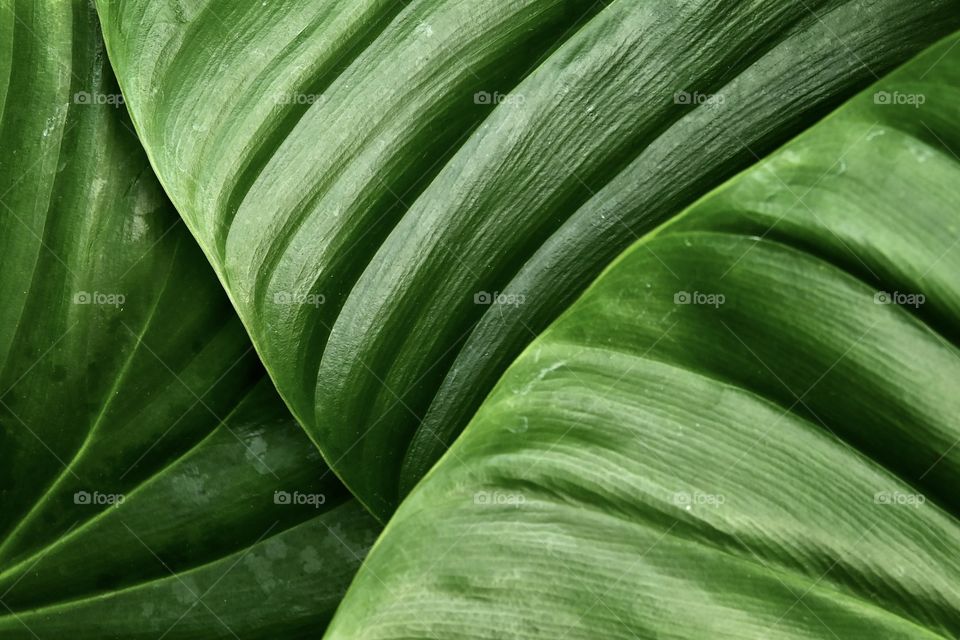 Full frame of a green leaves 