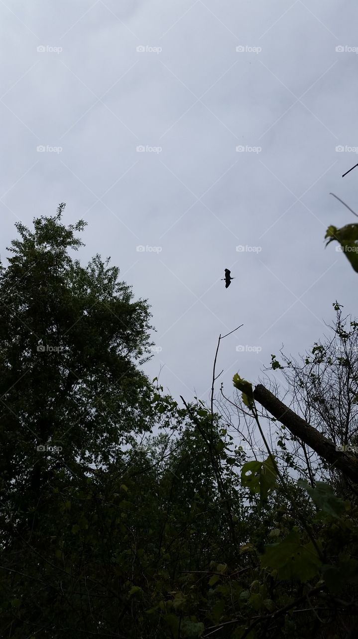 heron in flight. surprised 