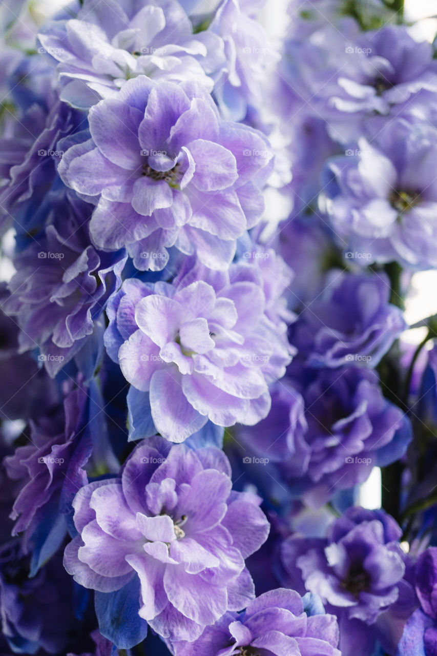 Delphiniums