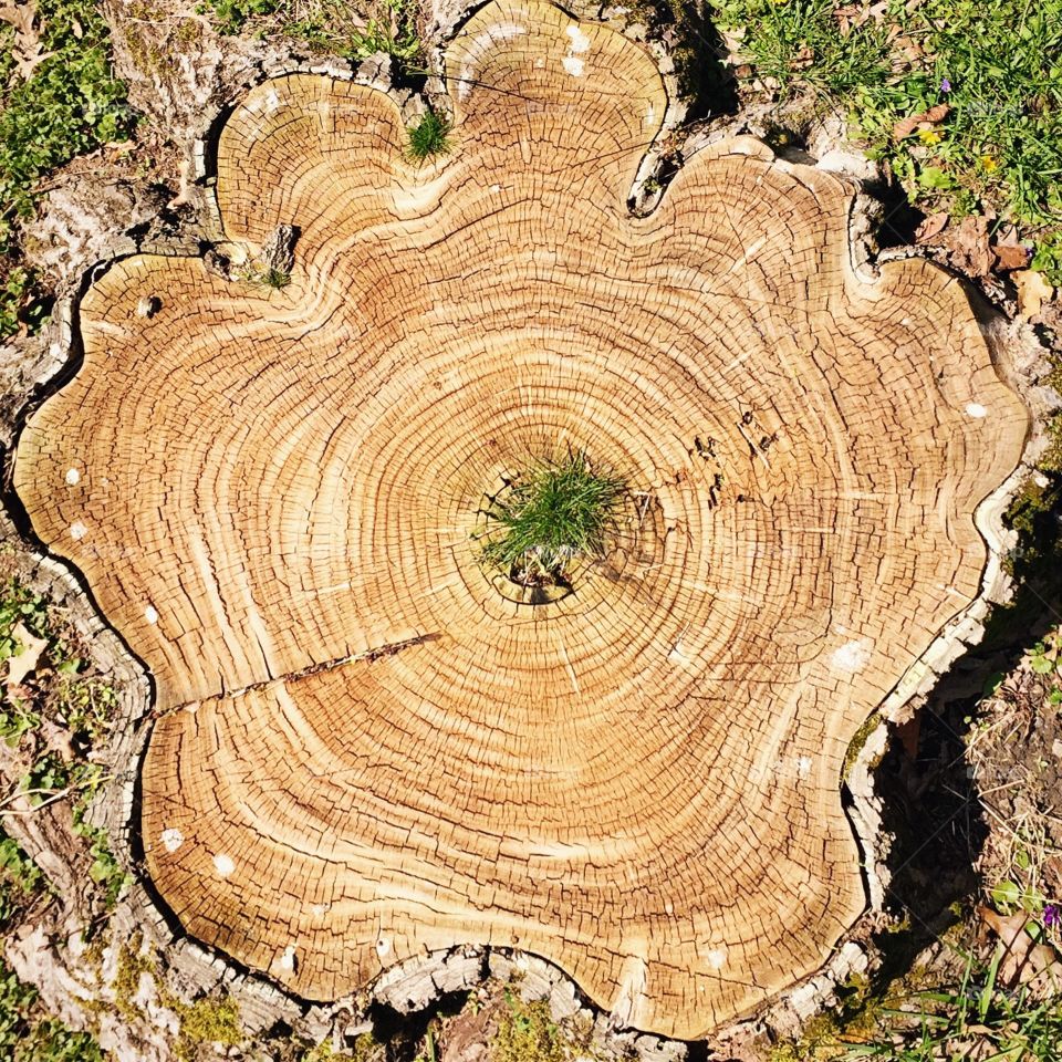 Log, Tree, Bark, Wood, Tree Log