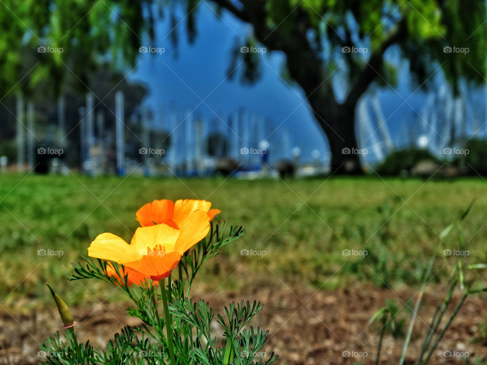 Brilliant orange California poppy