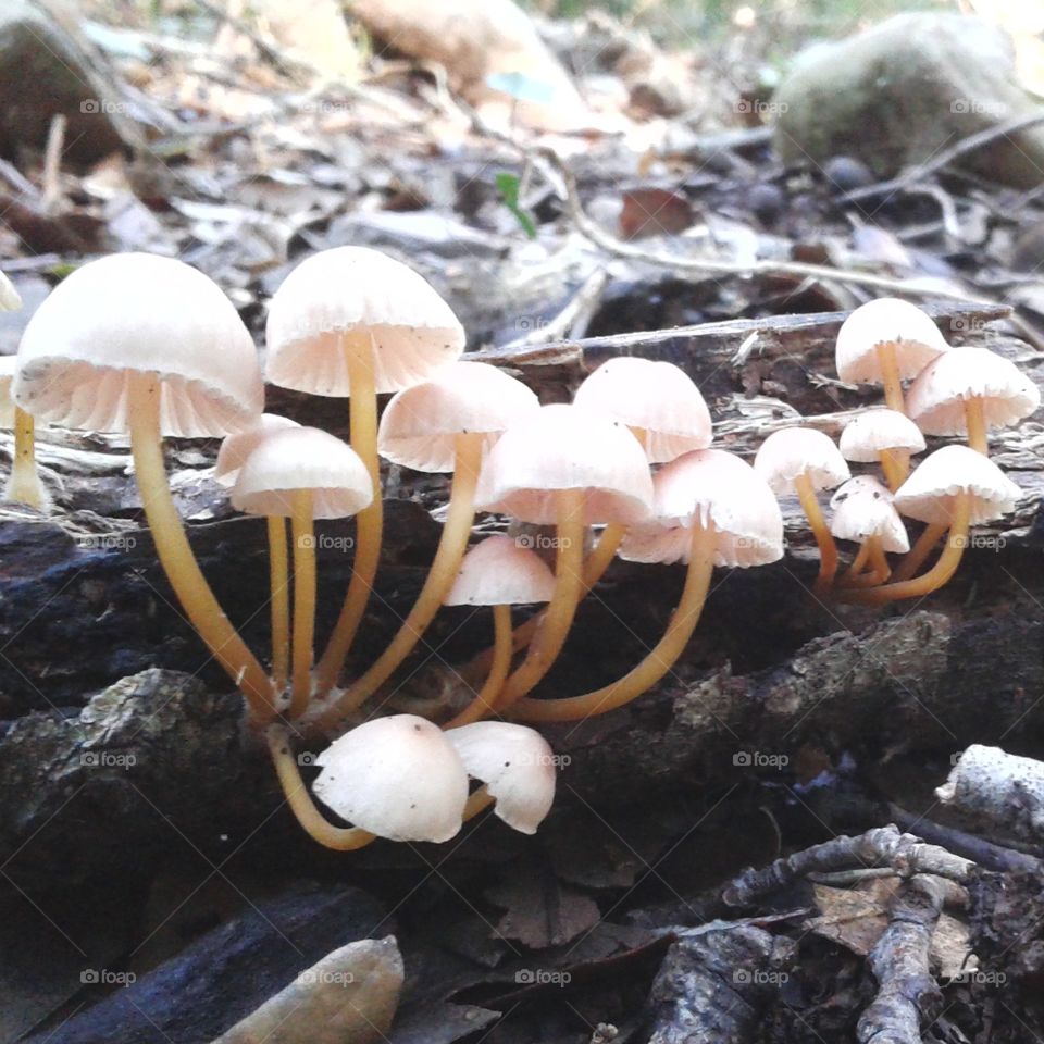 mushrooms in the wood