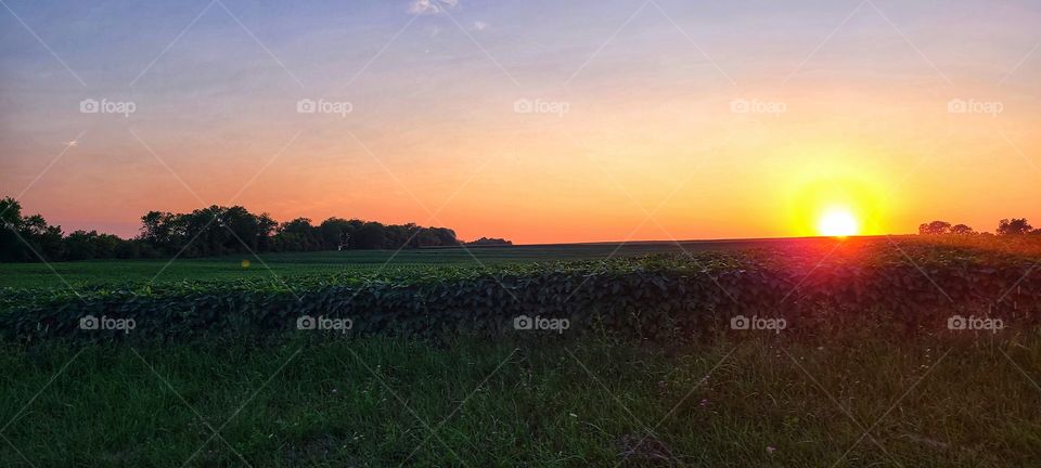 Sunset and Soybeans