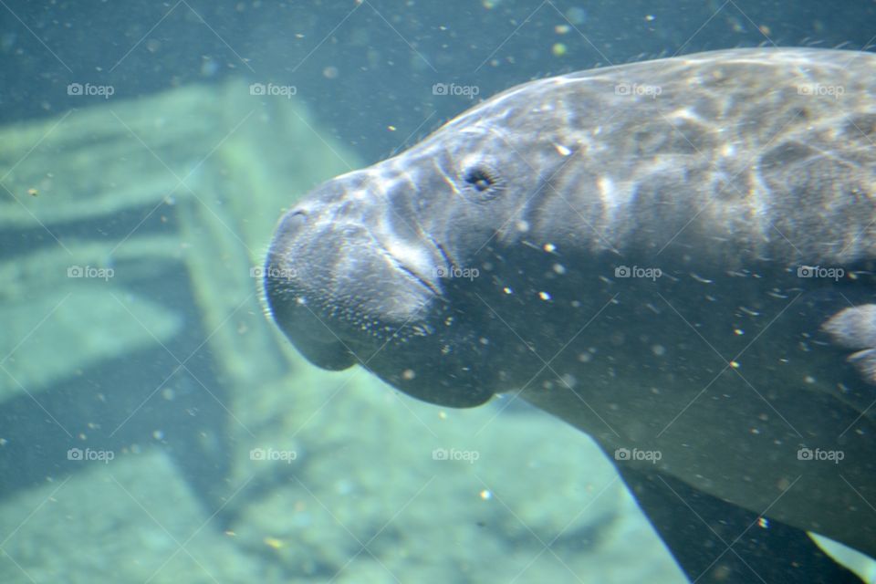 A closeup look at a manatee’s profile