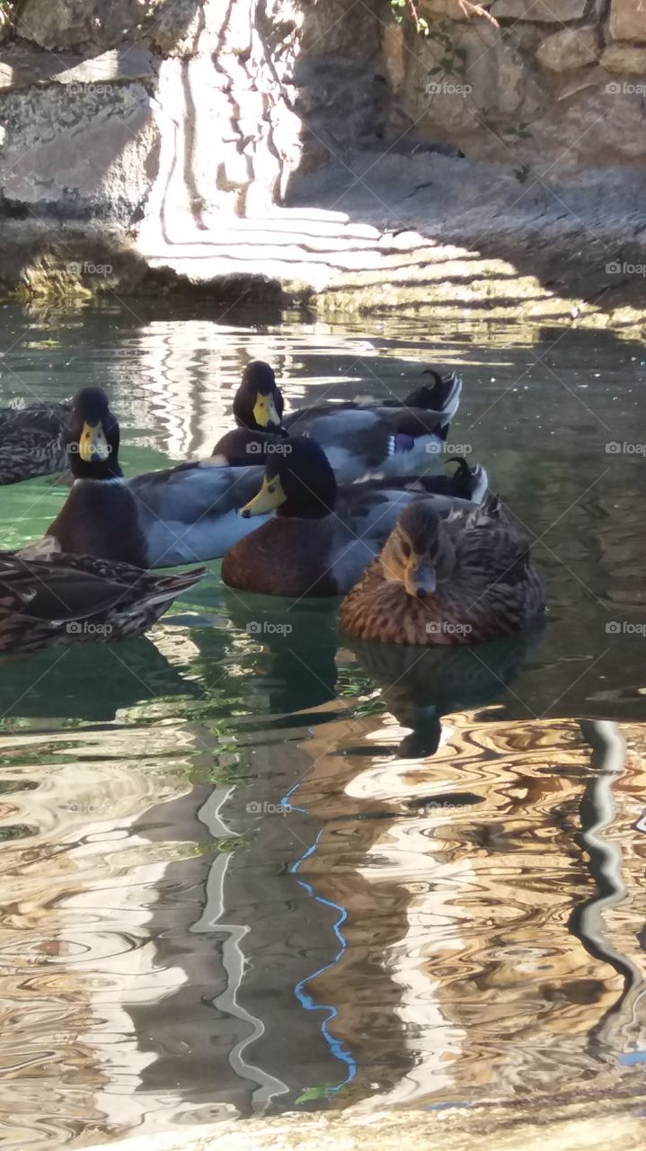 ducks