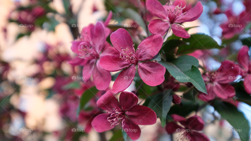 crabapple blooms