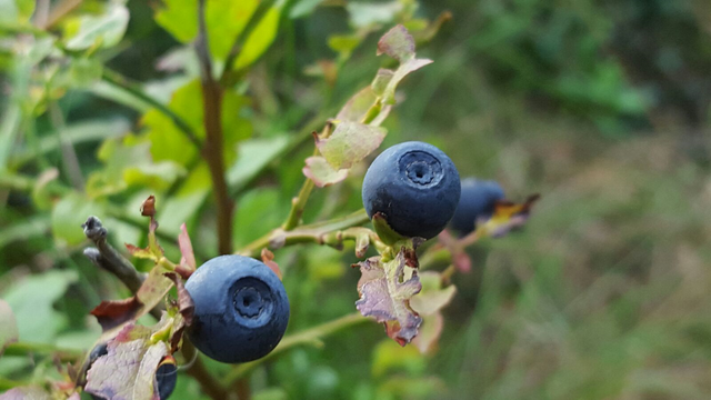 fruit