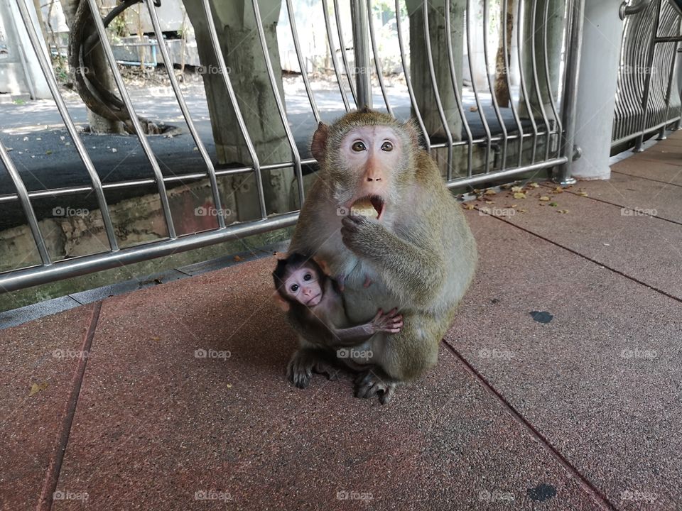 Close-up of monkey is eating the food during hug her baby.