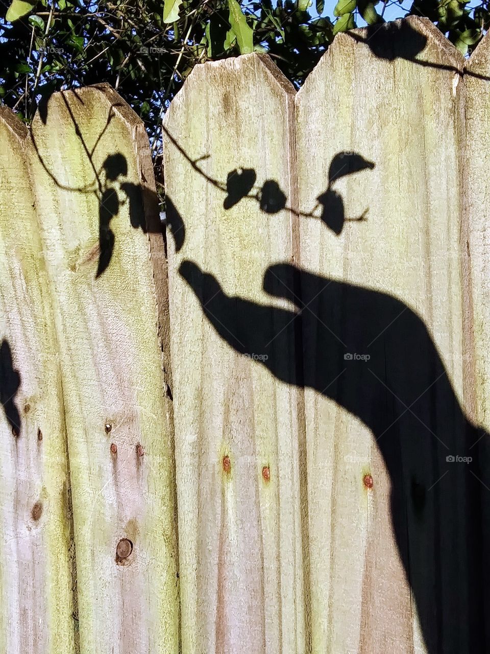 shadow hand