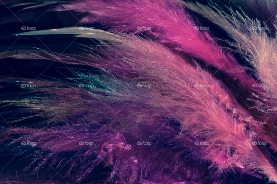 The beauty of purple Feathers