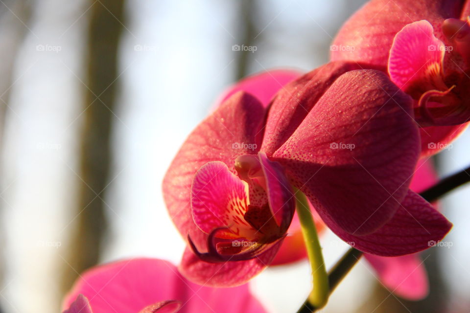 pink orchid at sunset