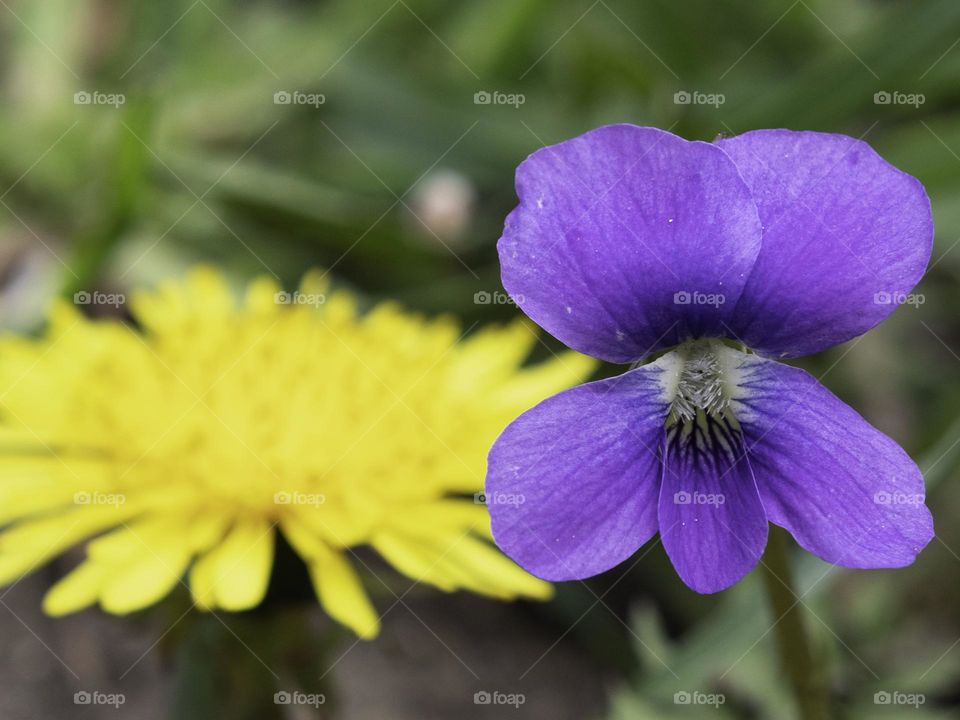 Purple violet in front of a yellow dandelion 