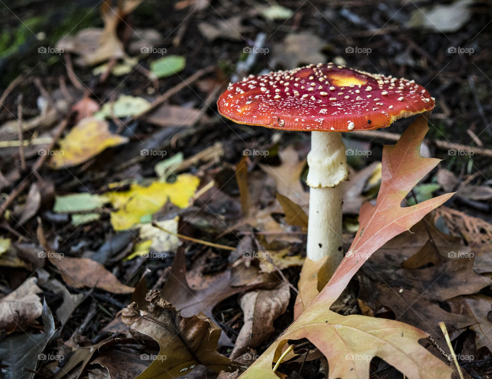 Vibrant mushroom