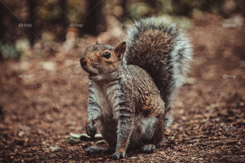 Squirrel 