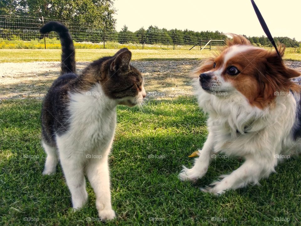 Old friends playing, a tabby cat and a Papillion dog playing in the summer grass while on a walk