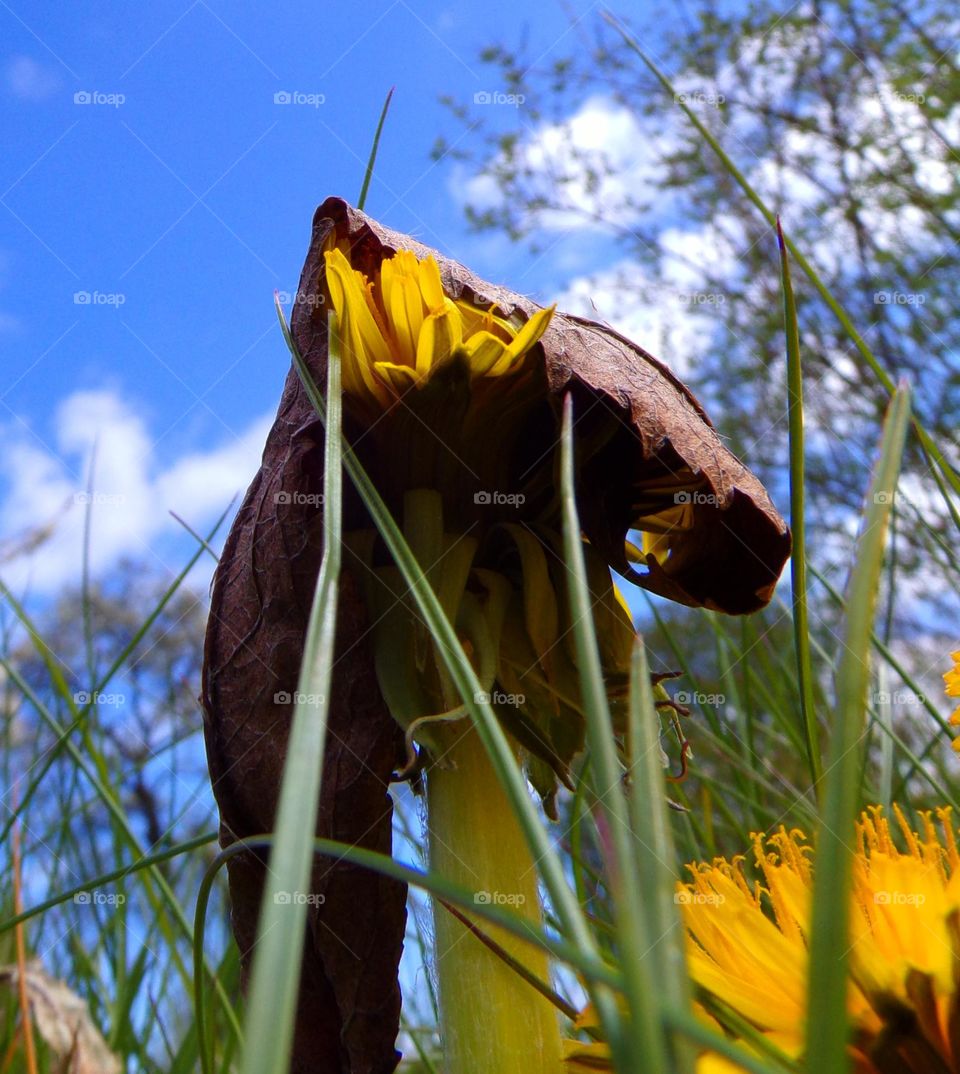 Laubblatt über eine Löwenzahnpflanze